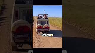 lion funny #lion #shorts #Vlog #Gaming #HowTo #ytshorts#viral #viralvideo #trending #youtube #funny