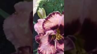 Daylily Laguna Seca лилейник