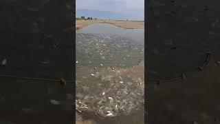 KATTA ABYOMDA BALIK CHAVOQLARI SOTILADI TEL 97 3616750