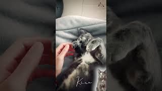 A Rare Moment with Kira  | Cozy Cat Vibes
