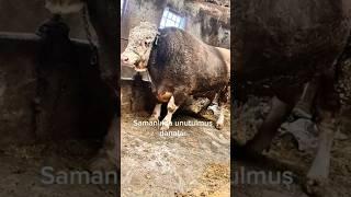 SAMANLIKTA UNUTULMUŞ DEV DANALAR  #shorts #short #shortvideo #büyükbaşhayvancılık