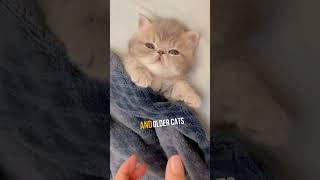 THIS is why cats sleep all day