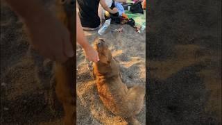 Funny dog #shorts #animals #turkey #türkiye #dog #tiktok #funny #funnyvideo #cutebaby #cutedog