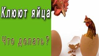 Клюют яйца.  Куры едят яйца. Что делать?