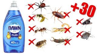 Get Rid Of Pest FAST With Dawn Dish Soap | 100% Effective On 30 Insects