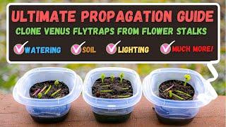 Venus Flytrap Propagation - How To Propagate Venus Flytraps From Flower Stalk Cuttings!