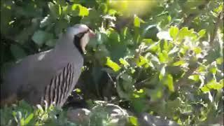 Tuzak ile Bağlı Keklik Avı Bir Başka Güzel