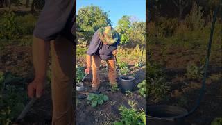 hat to Feed Tomatoes for a Great Harvest? Best Fertilizers for Tomatoes!