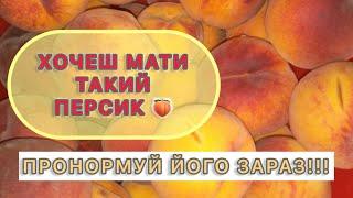 Нормування персика