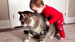 Babies and Pets Become Instant Best Friends  Funniest Baby Videos Ever
