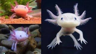 EPIC Animals with Superhero Powers
