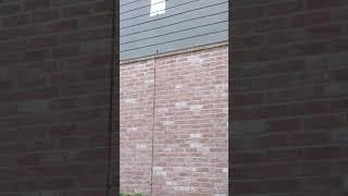 Observation of House Sparrows in Beaumont, TX