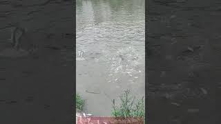   Dead Fish = PROFIT Machine ? (Snakehead Feeding Frenzy) 