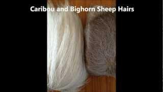 Tufting Demo with Inuk Using Bighorn Hair