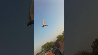 This trick isn't it #pigeon #kabutar #kabootar #highflyerspigeon #birds