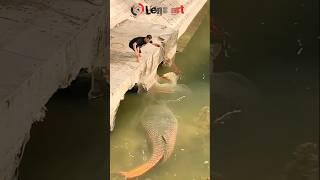 Sempat mengamuk‼️akhirnya ikan monster ini berhasil di tangkap. #fish #amazing #shorts