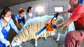 THE MOST Satisfying Sheep Shearing - Professional