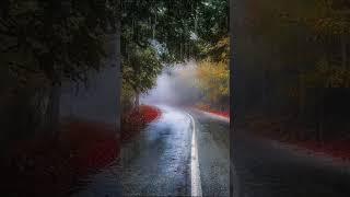 Calming melody of autumn rain. Music for relaxation and falling asleep.