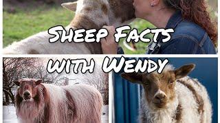 Sheep facts with Wendy. Icelandic edition.