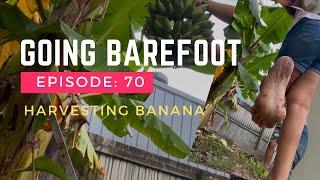 Going barefoot: Ep 70 | We harvested our banana from the backyard #grounding #earthing #life #simple