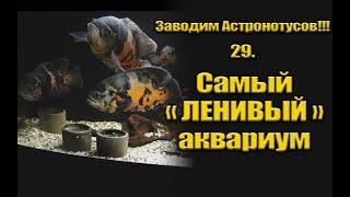 Заводим Астронотусов!!! 29. Самый "ленивый" аквариум.