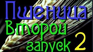 Самогонщик Тимофей. Пшеница второй запуск. Пшеничная брага.