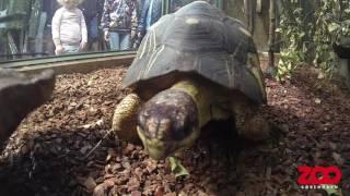 Skildpadde inspicerer GoPro | Copenhagen Zoo