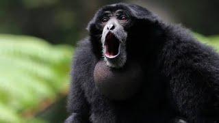 Siamang Apes are going wild again 