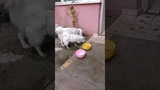 Bahçe Günlüğü - Köpeklerimizin keyfi yerinde-  #tonyafinosu#kangal#trabzon#kahramanmaraş