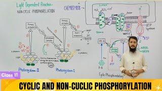 Light dependent reactions | Non cycle and cycle phosphorylation | chemiosmosis