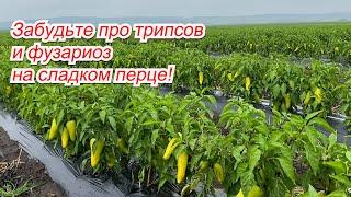 Как избавится от трипсов и фузариоза на сладком перце- рабочие советы!