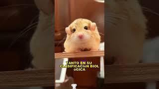 fat-tailed gerbil #animals #Friendship #Us#fat-tailed gerbil