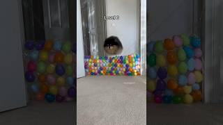 Adorable fluffy dog jumps over stacks of eggs  #easter #dog