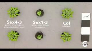 Time-Lapse Characterization of Arabidopsis Starch Metabolism Mutants