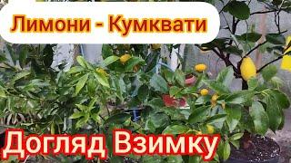 Догляд за Цитрусами  в Зимовий період, полив, вологість, удобрення - короткі рекомендації)))