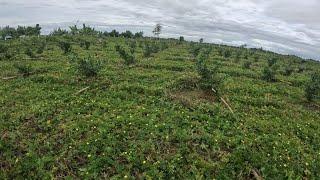 MALAKING PROBLEMA TALAGA KAYA KAHIT ARAW NG PASKO BUKID PADIN?