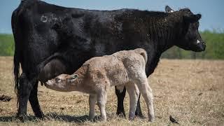 Cow-Calf Corner - Jan. 8, 2022