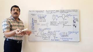 Puccinia -1- Life cycle on primary host.