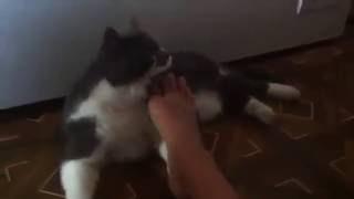 Unique cat Philya and leg | Lop-eared cat in action