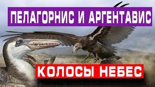 ПЕЛАГОРНИС И АРГЕНТАВИС | колосы небес