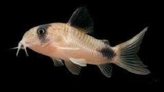 Ciekawostka 1# / Samica kiryska połyka nasienie  / reproduction corydoras / epoka akwariowa
