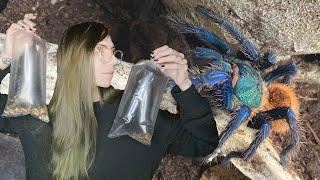 Feeding my Tarantulas: the BIG, BAD and BOLD!