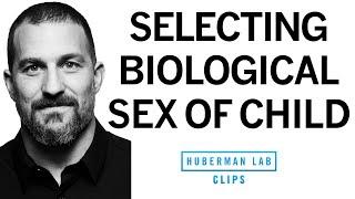 Selecting Male or Female Child? Here's How It Works | Dr. Andrew Huberman