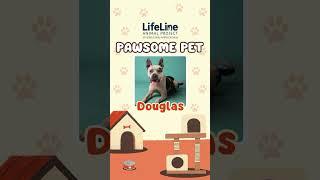 Douglas the Cuddlebug: Meet Your New Best Friend