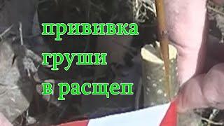 Прививка груши в расщеп на дикий подвой. В гостях у  Лукояновских садоводов. Фильм 1.