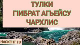 ТУЛКИ-ГIИБРАТ АГЬЕЙСУ ЧАРХЛИС