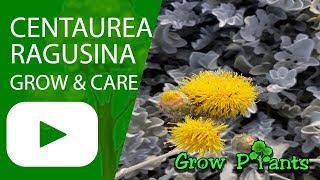 Centaurea ragusina - growing & care