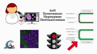 Окраска бактерий по Граму. Мнемоника