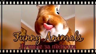 Смешные Приколы с Животными до слез | funny animals | Лучшее за полгода