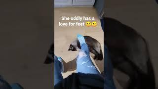 i think my cat has a foot fetish...